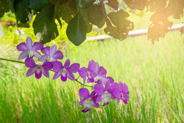purple Phalaenopsis or Moth dendrobium Orchid flower.agriculture idea concept design with copy...