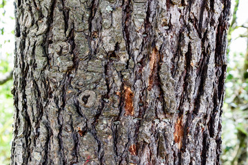 tree Bark Block , Tree Texture 