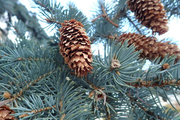 detail of spruce cone on a branch
