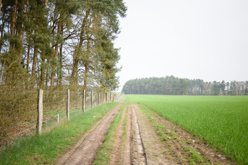 Obraz premium green field