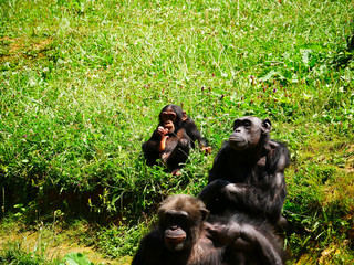 Chimpanzés
