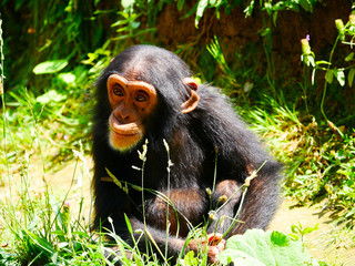 Bébé chimpanzés
