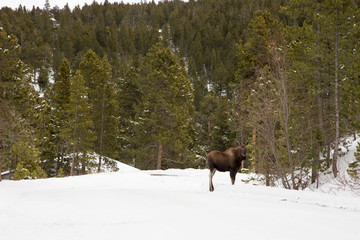 Moose in the Snow