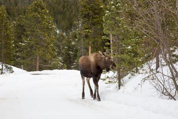 Moose Eating