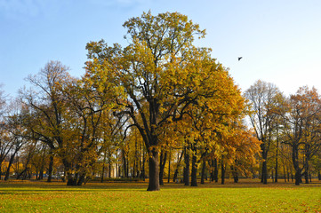 pedunculate autumn oak species in Mikhailovsky Park