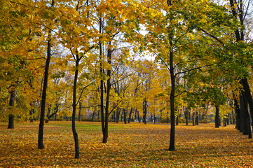 Fototapeta premium autumn Park with yellow leaves and fallen leaves