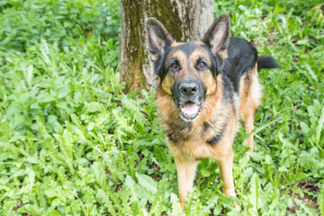 Dog German Shepherd in a forest in a summer