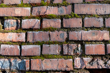Background. Old brick wall with green moss growing between the bricks.
