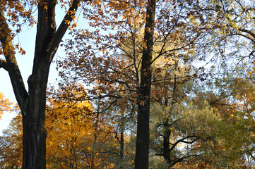 autumn crowns of trees with fallen leaves