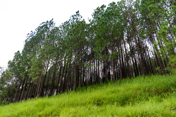 Mountain pine tree group