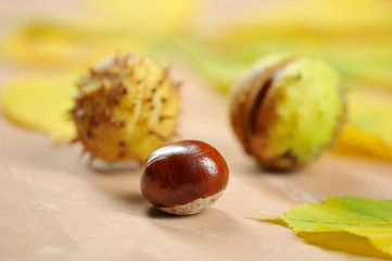 chestnuts in the shell Cupule
