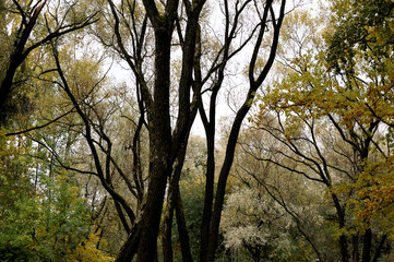 Golden autumn in a park of St. Petersburg