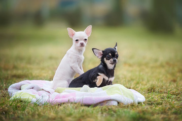 Chihuahua puppies sitting on the plaid