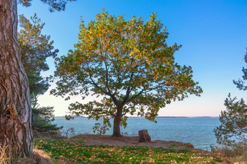Obraz premium alter Baum im Naherholungsgebiet Insel Usedom Halbinsel Gnitz am Achterwasser 
