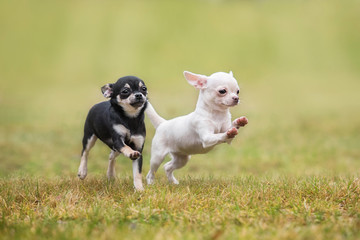 Two happy chihuahua puppies running 