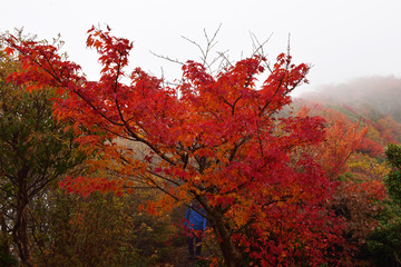 くじゅうの紅葉