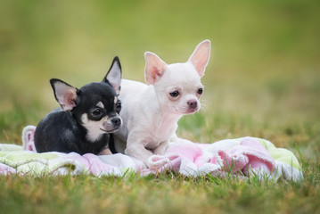 Chihuahua puppies sitting on the plaid © Rita Kochmarjova
