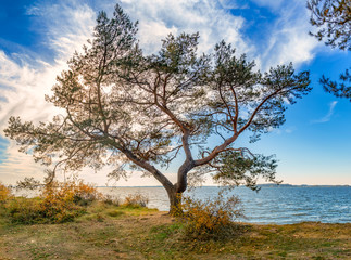 Fototapeta na wymiar alter Baum im Naherholungsgebiet Insel Usedom Halbinsel Gnitz am Achterwasser 