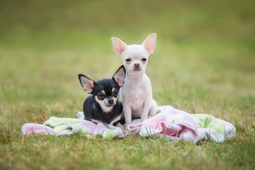 Chihuahua puppies sitting on the plaid