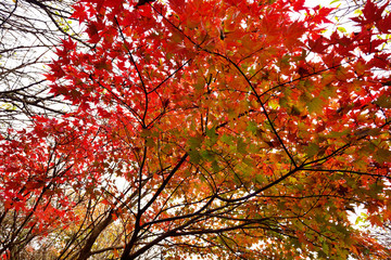 くじゅうの紅葉