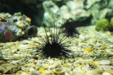 A black long spine urchin (Diadema setosum) resting on bottom of seabed rock. Its body is full of...