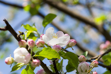 apple fruit tree