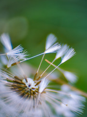 Dandelion flower and seeds
