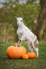 Little white goat standing on the pumpkins