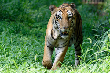 Obraz premium Indian royal tiger in forest