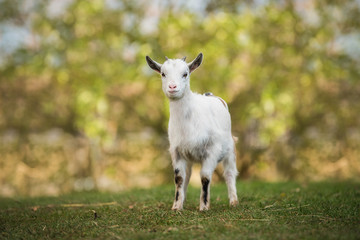 Little white goat in summer