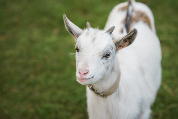 Little white goat