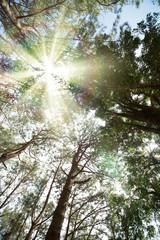 Pine and light forests