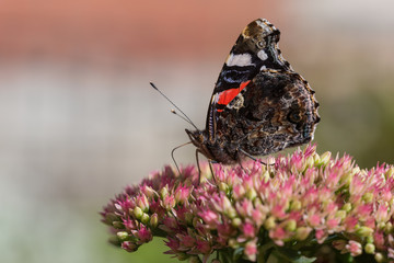 butterfly on a stonecrop closeup