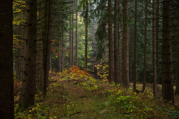 Kleine bunte Laubbäume im Nadelwald
