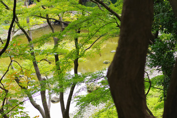 Fototapeta premium 小石川後楽園の風景