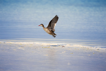 Fototapeta na wymiar Wild Duck Flying Over Salt Lake