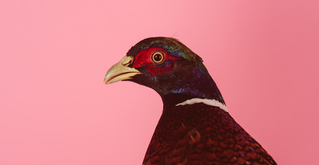 Pheasant. save the animals. poultry meat. Beautiful bird. breeding of wild birds on the farm. natural healthy food. Common Pheasant. pheasant on pink, copy space. hunting and poaching