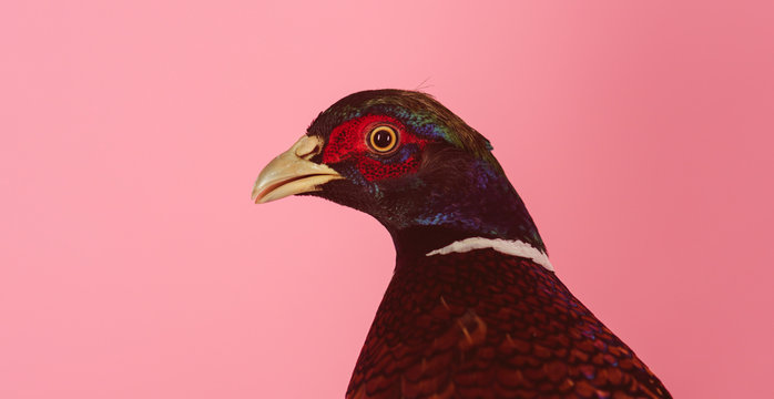 Pheasant. save the animals. poultry meat. Beautiful bird. breeding of wild birds on the farm. natural healthy food. Common Pheasant. pheasant on pink, copy space. hunting and poaching