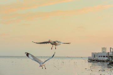 The background of the seagull at sunset.
