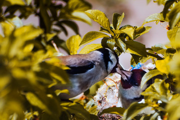 love bird