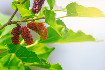 red and black mulberries on the branch of tree.agriculture idea concept design with copy space add text.
