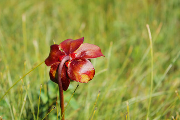 Sarracenia Purpurea, the provincial flower of Newfoundland and Labrador