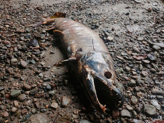 A dead salmon fish on the gravel next to a creek