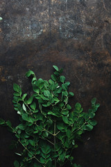 Moringa on rustic background
