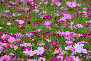 三光のコスモス