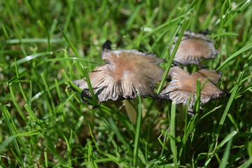 Brown and white mushrooms in the grass. Group of beautiful mushrooms.