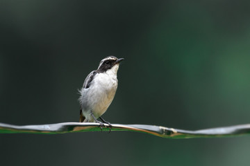 A smal bird with isolated background