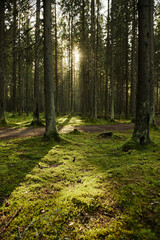 Sunlight streaming through a autumn pine forest