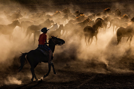 silhouette horses