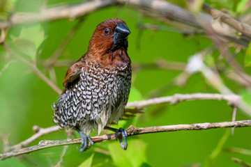 scaly breasted munia on tree branch with isolated background